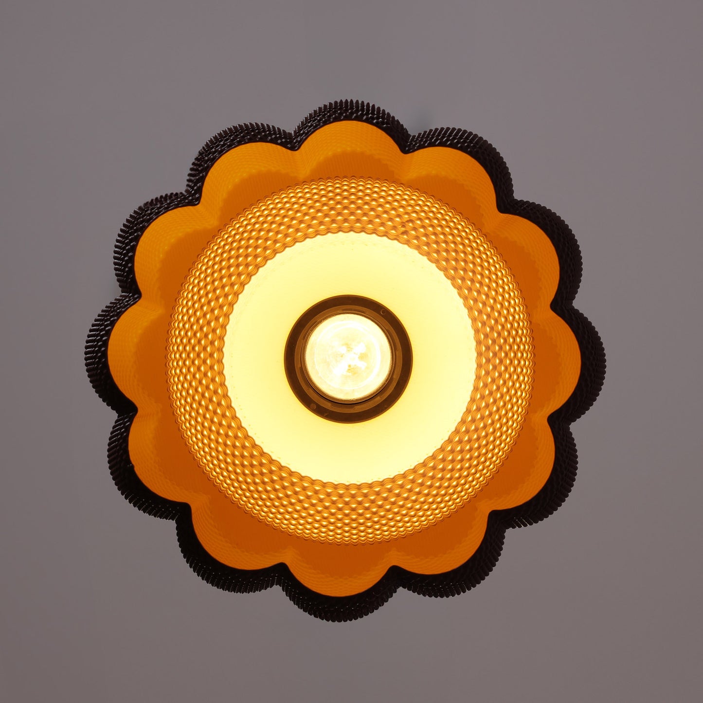 Ara Black/Yellow Dark & Brown Apricot